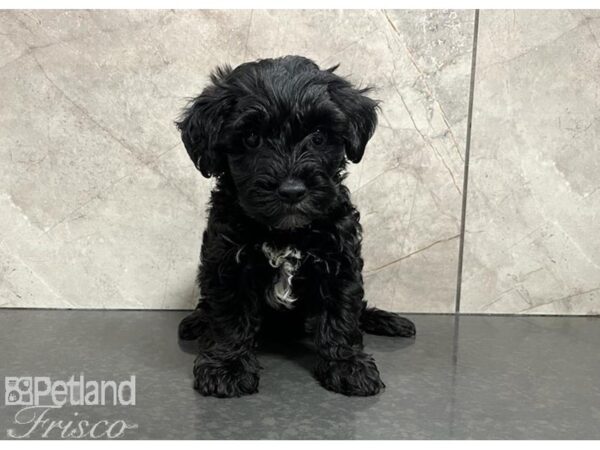 Yorkiepoo DOG Male Black / Tan 30318 Petland Frisco, Texas