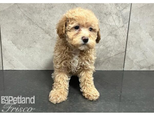 Poochon DOG Female Brown 30317 Petland Frisco, Texas