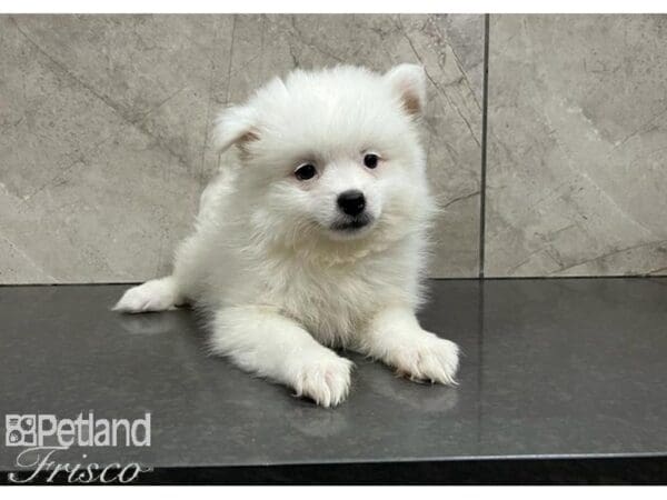 Pomeranian-DOG-Female-Cream / White-30315-Petland Frisco, Texas
