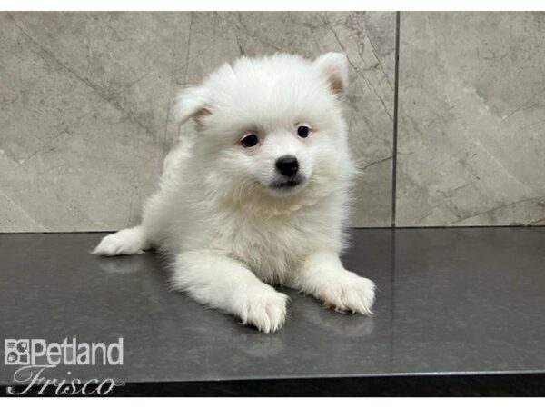 Pomeranian DOG Female Cream / White 30315 Petland Frisco & Mckinney, Texas