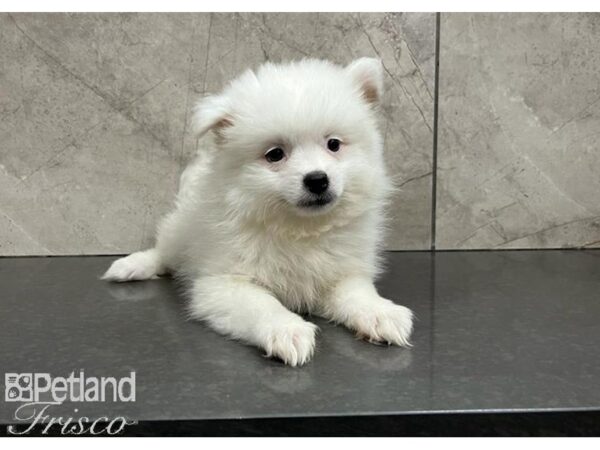 Pomeranian DOG Female Cream / White 30315 Petland Frisco, Texas