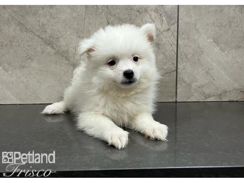 Pomeranian-DOG-Female-Cream / White-3759684-Petland Frisco, Texas