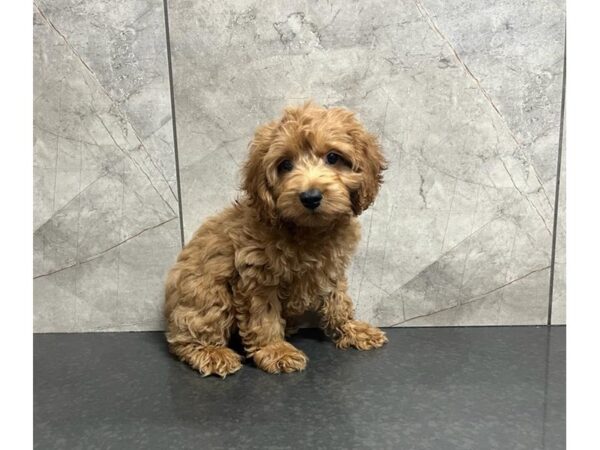 Cock A Poo DOG Male Apricot 30287 Petland Frisco, Texas