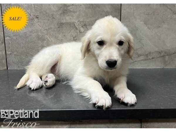Golden Retriever-DOG-Female-Golden-30293-Petland Frisco & Mckinney, Texas