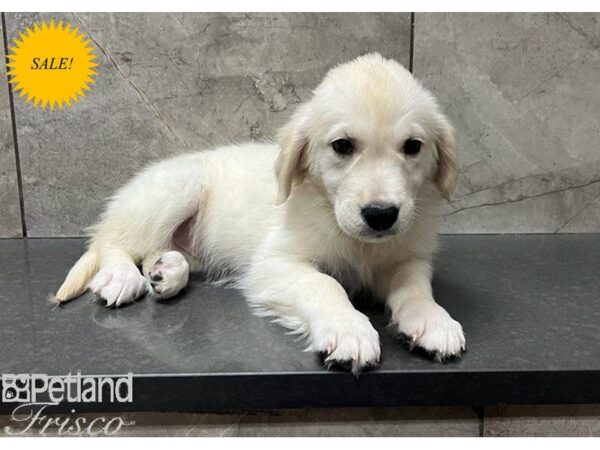 Golden Retriever DOG Female Golden 30293 Petland Frisco, Texas