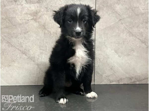 Miniature Australian Shepherd DOG Female Black / White 30280 Petland Frisco, Texas