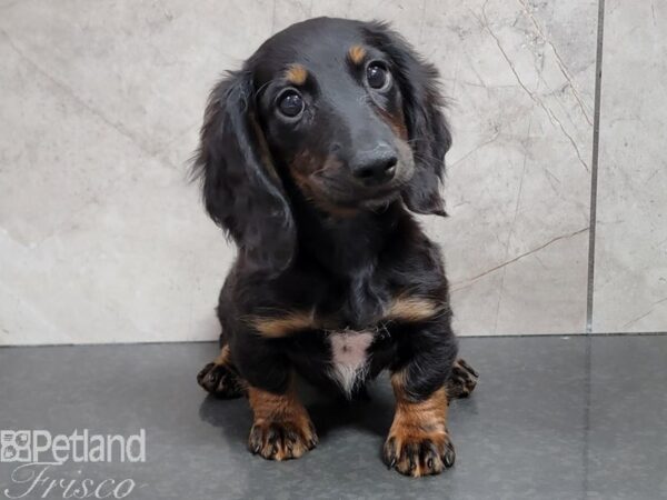 Dachshund-DOG-Male-Black and Tan-30311-Petland Frisco & Mckinney, Texas