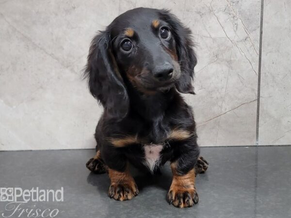 Dachshund DOG Male Black and Tan 30311 Petland Frisco, Texas