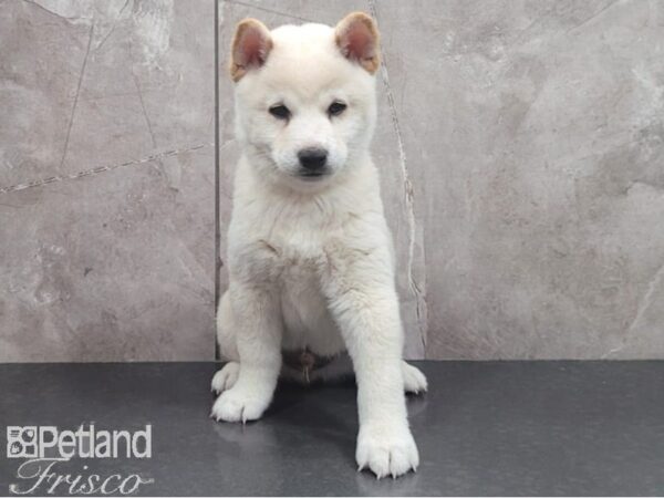 Shiba Inu-DOG-Male-Cream-30341-Petland Frisco & Mckinney, Texas