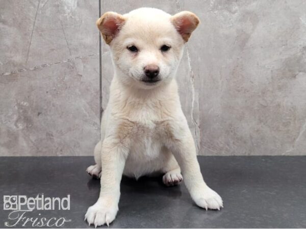 Shiba Inu-DOG-Female-Cream-30340-Petland Frisco & Mckinney, Texas