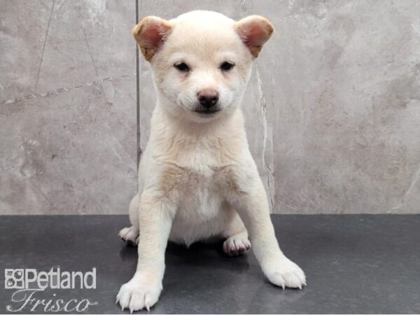 Shiba Inu DOG Female Cream 30340 Petland Frisco, Texas