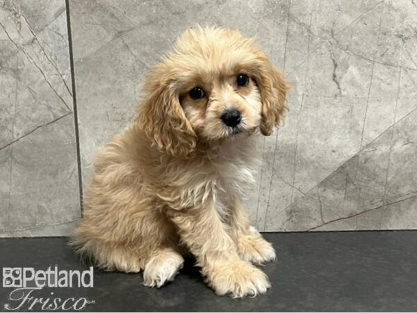 Cavachon DOG Female Fawn 30338 Petland Frisco, Texas