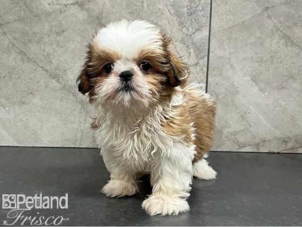 Shih Tzu DOG Female Gold / White 30337 Petland Frisco, Texas