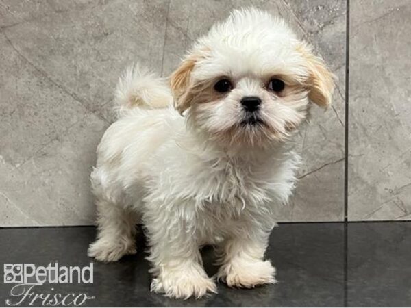 Shih Tzu DOG Female Lemon / White 30335 Petland Frisco, Texas