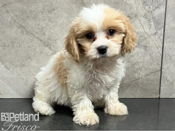 Cavachon DOG Female Lemon / White 30334 Petland Frisco, Texas