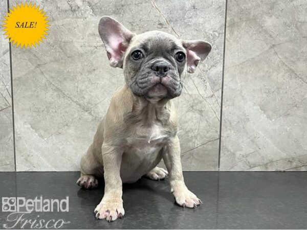 French Bulldog DOG Female Blue Fawn 30342 Petland Frisco, Texas