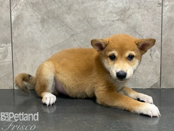 Shiba Inu DOG Male Red 30351 Petland Frisco, Texas