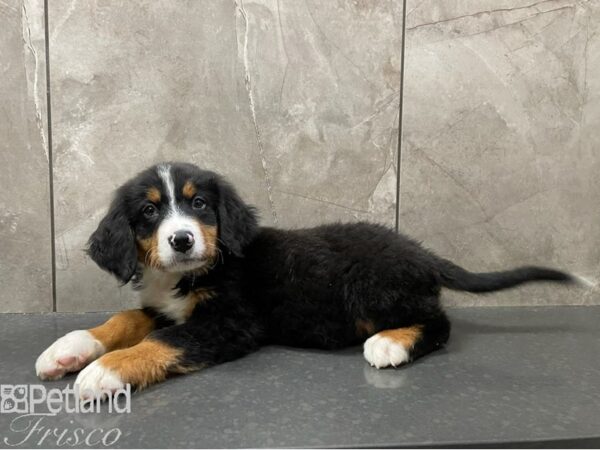 Bernese Mountain Dog-DOG-Male-Tri-30348-Petland Frisco & Mckinney, Texas