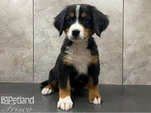 Bernese Mountain Dog DOG Male Tri 30347 Petland Frisco, Texas