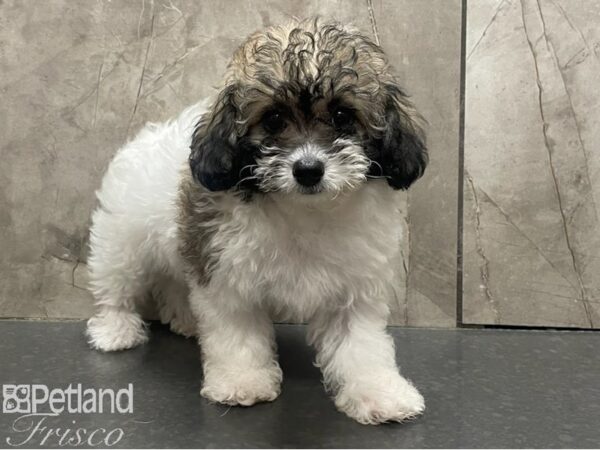 Poovanese DOG Female White and Sable 30346 Petland Frisco, Texas