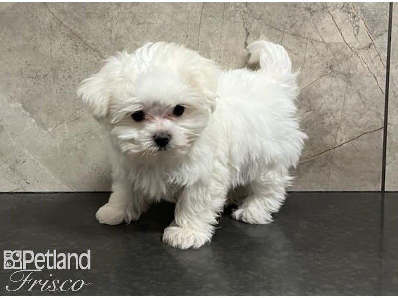 Maltese-DOG-Female-White-3778408-Petland Frisco, Texas