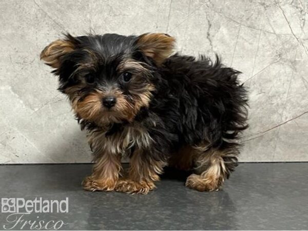 Yorkshire Terrier DOG Female Black and Tan 30365 Petland Frisco, Texas