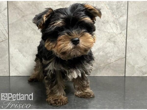 Yorkshire Terrier DOG Male Black and Tan 30364 Petland Frisco, Texas