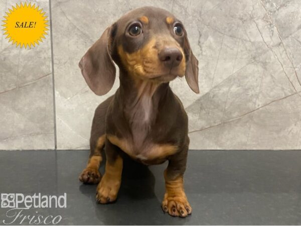 Dachshund DOG Female Chocolate 30306 Petland Frisco, Texas