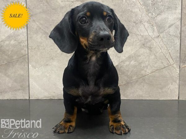 Dachshund Dog Male Black and Tan 30307 Petland Frisco, Texas