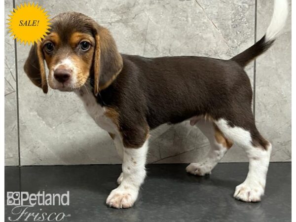 Beagle DOG Male White and Chocolate 30309 Petland Frisco, Texas