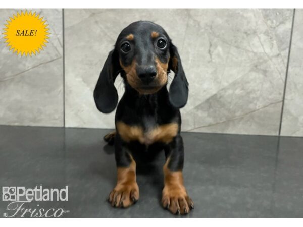 Dachshund DOG Female Black and Tan 30314 Petland Frisco, Texas