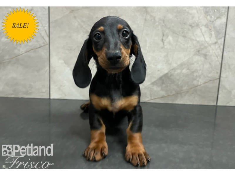 Dachshund-DOG-Female-Black and Tan-3760261-Petland Frisco, Texas