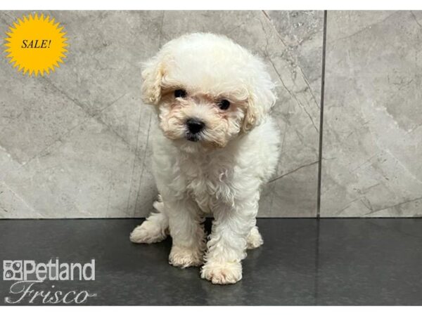 Poochon-Dog-Male-White-30329-Petland Frisco, Texas