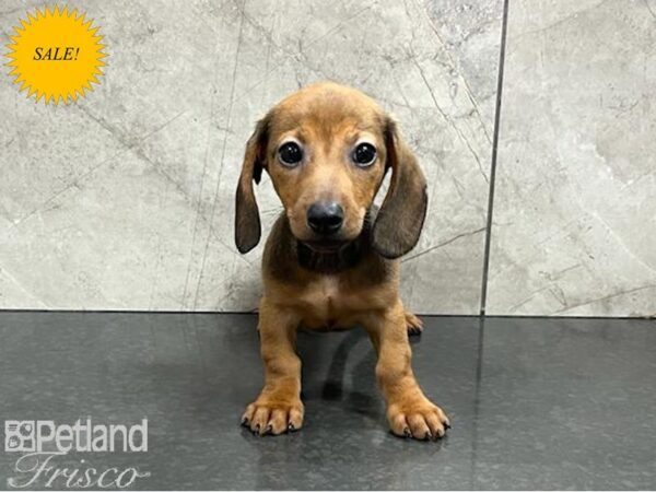 Dachshund DOG Female Red 30333 Petland Frisco, Texas