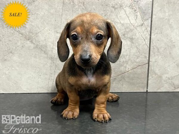 Dachshund Dog Female Red 30339 Petland Frisco, Texas