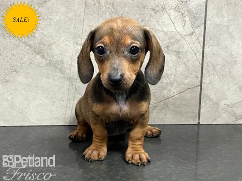 Dachshund Dog Female Red 30339