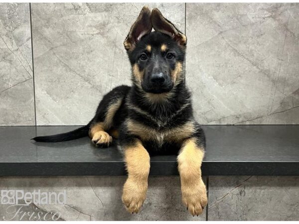 German Shepherd Dog DOG Female Black / Tan 30391 Petland Frisco, Texas