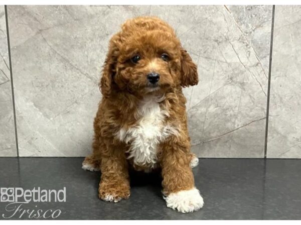 Cavapoo F2-DOG-Female-Red / White-30390-Petland Frisco, Texas