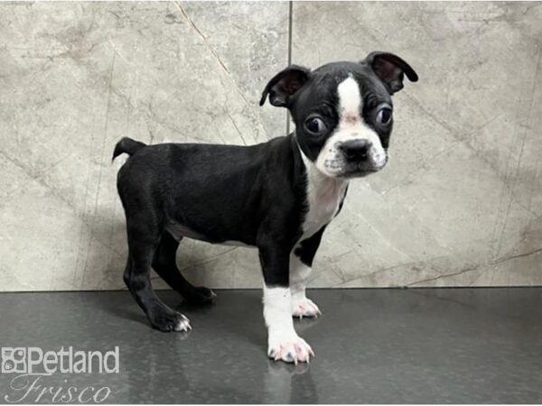 Boston Terrier DOG Male Black / White 30369 Petland Frisco, Texas