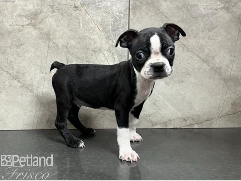 Boston Terrier-DOG-Male-Black / White-3767433-Petland Frisco, Texas