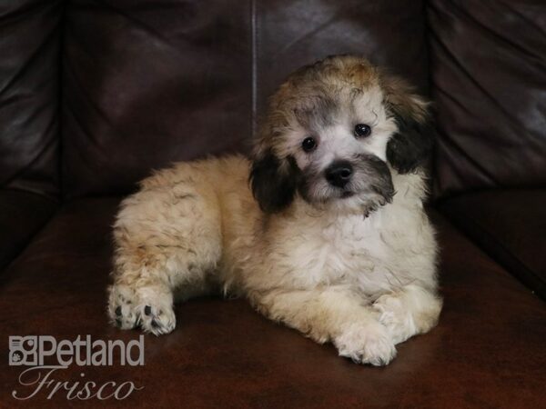 Poodle-DOG-Male-Cafe Au Lait-19674-Petland Frisco & Mckinney, Texas