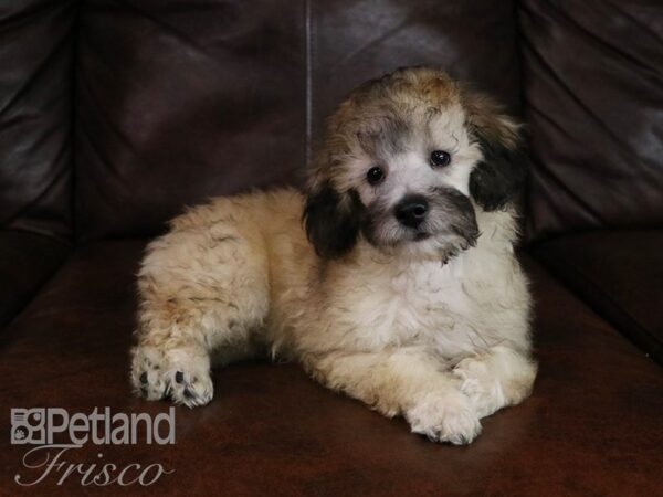 Poodle DOG Male Cafe Au Lait 19674 Petland Frisco, Texas