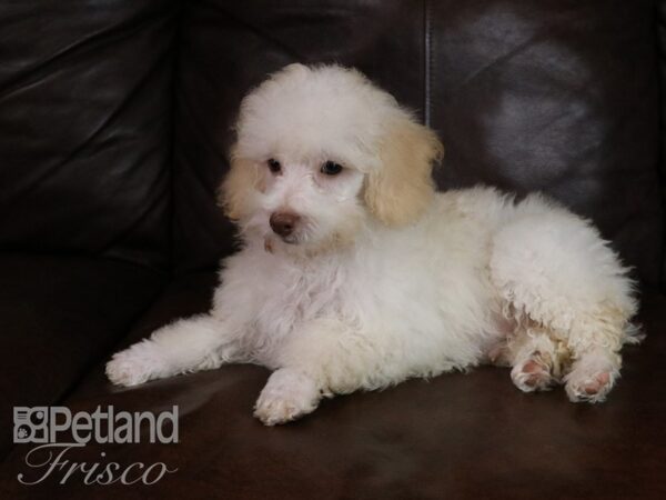 Poodle DOG Male Cream 19675 Petland Frisco & Mckinney, Texas