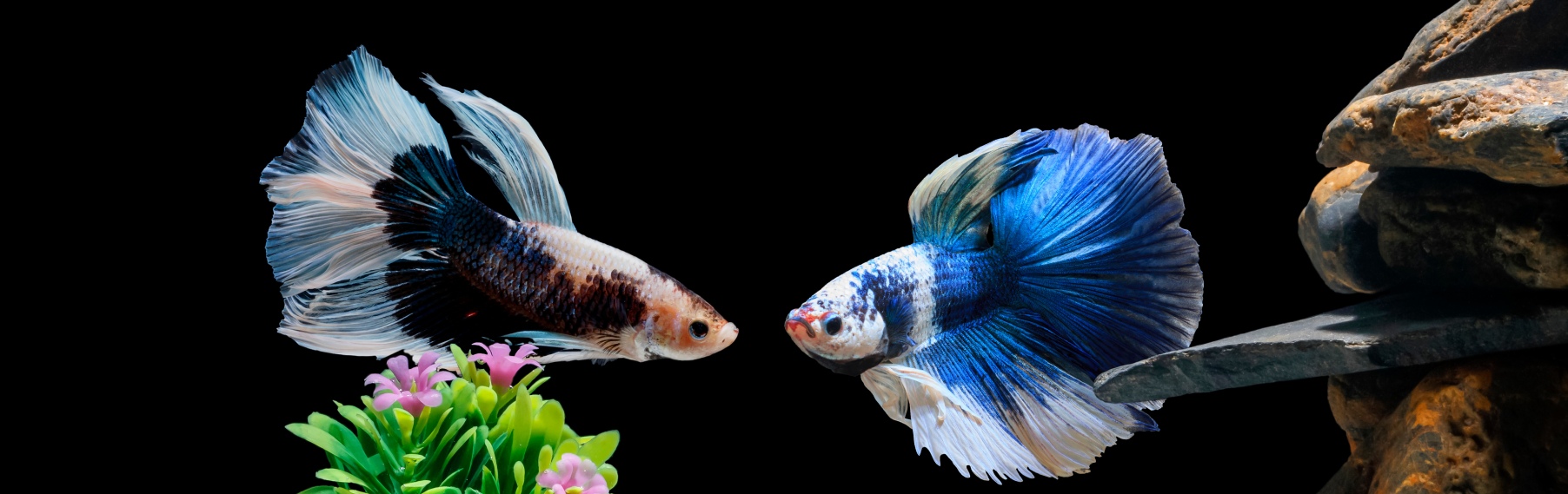 Pet Store Banner