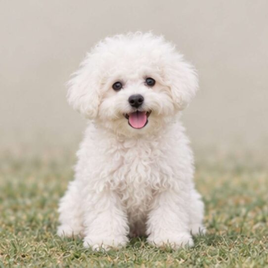 Fluffy white dog sitting proudly with a cheerful expression