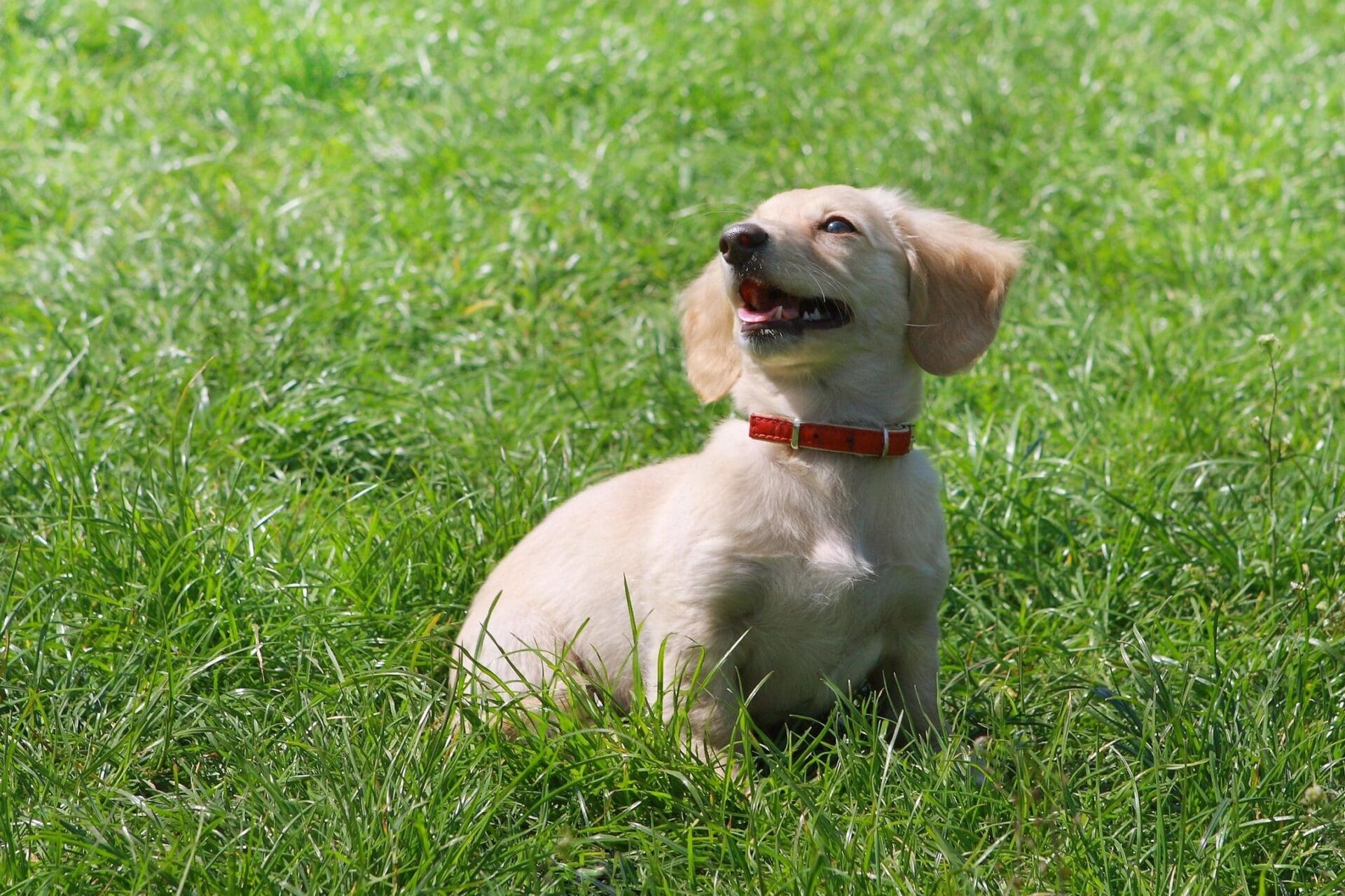 5 First Tricks for Your New Puppy