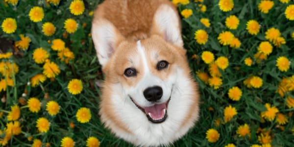 Top Pet Health Tips for Spring