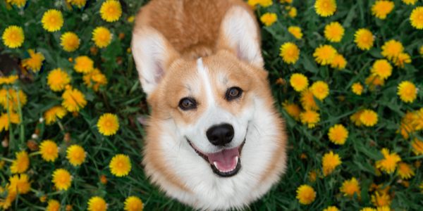 Pet Store Banner