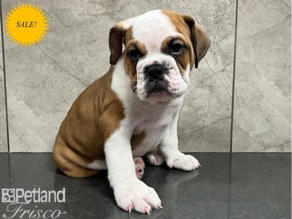 English Bulldog Dog Male White and Red 30304 Petland Frisco, Texas