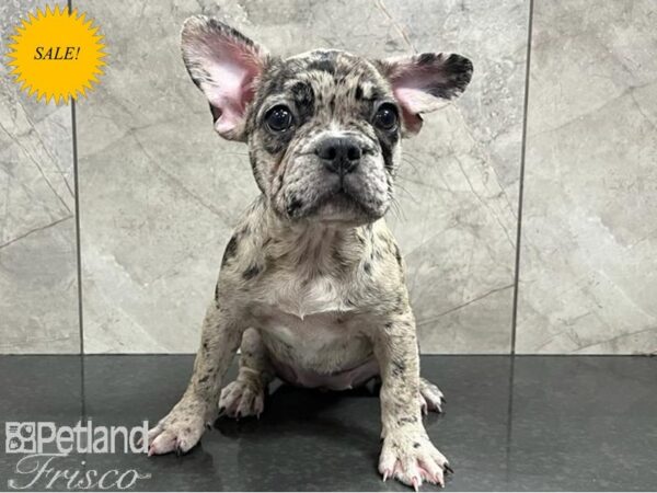 French Bulldog-Dog-Female-Blue Merle-30343-Petland Frisco & Mckinney, Texas